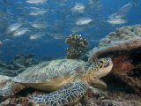 Green Sea Turtle, with Bigeye Jacks, Sipidan, Malaysia Photographic Print by David B. Fleetham