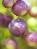 Vitis Queen of Esher (Grape), Close-up of Purple Berries Photographic Print by Mark Bolton