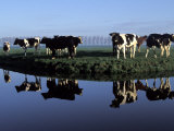 Vaches près d'une rivière Photographie