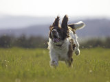 English Springer Spaniel, Scotland Photographic Print by Mark Hamblin