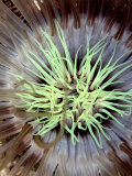 Sea Anemone, Komodo, Indonesia Fotografie-Druck von Mark Webster