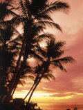 Silhouetted Palm Trees, Costa Rica Photographic Print by Robert Houser