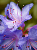 Rhododendron Blue Tit, Close-up of Blue Flowers Photographic Print by Susie Mccaffrey