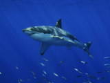 David B. Fleetham - Great White Shark, Guadalupe Island, Mexico Fotografická reprodukce David B. Fleetham - Great White Shark, Guadalupe Island, Mexico Fotografická reprodukce