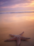 Etoile de mer, Pigeon Pt, Tobago Photographie par Peter Adams