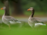 Greylag Goose, Pair of Greylag Geese Side-By-Side in Green Haze of Vegetation, London, Britain Photographic Print by Elliott Neep