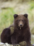 Grizzly Bear, Cub with Paw in Air, Alaska Photographie par Mark Hamblin