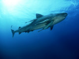 Tiger Shark, Aliwal Shoal, South Africa Photographie par Tobias Bernhard