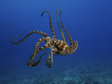 Day Octopus, Hawaii Impressão fotográfica por David B. Fleetham Day Octopus, Hawaii Impressão fotográfica por David B. Fleetham