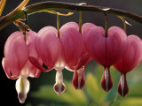 Bleeding Hearts (Dicentra Spectabilis) Photographic Print by Rudi Von Briel