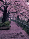 Garden Walkway, Trees in Blossom, Tokyo, Japan Photographic Print by Lonnie Duka