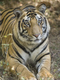 Bengal Tiger, Portrait of Male Tiger, Madhya Pradesh, India Photographie par Elliot Neep