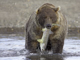 Grizzly Bear, Adult Male with Salmon, Alaska Photographic Print by Mark Hamblin
