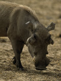 Warthog, Phacochoerus Aethiopicus Photographic Print by D. Robert Franz