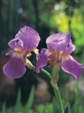 Purple Irises Photographic Print by Claire Rydell