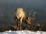 Bull Elk (Cervus Elaphus) Drinking, Yellowstone National Park Photographic Print by Yvette Cardozo