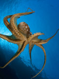 David B. Fleetham - Day Octopus, Hawaii - Fotografik Baskı