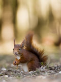 Red Squirrel, Sat on Ground in Leaf Litter, Lancashire, UK Photographie par Elliott Neep