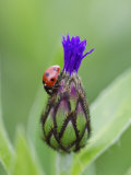 Seven Spot Ladybird on Flower Bud of Cornflower, Scotland Photographie par Mark Hamblin