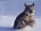Canada Lynxlynx Canadensisrunning Through Snow Photographic Print by Daniel J. Cox