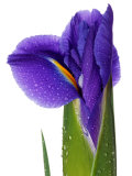 Iris (Blue Magic) Close-up of Opening Flower out of White Background Lámina fotográfica por Susie Mccaffrey