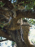 Kenya, Samburu Game Reserve, Leopard Photographic Print by Michele Burgess
