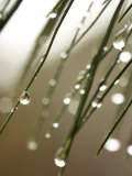 Gouttes de pluie sur les aiguilles d'une branche de pin Photographie par Eric Kamp
