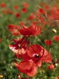 Red Poppy Field Photographic Print by Henryk T. Kaiser