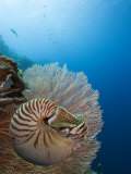 Chambered Nautilus, Palau, Micronesia Fotografie-Druck von David B. Fleetham