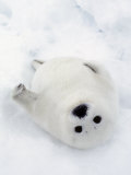 Harp Seal, Pup in Favorite Position on Its Back on Ice Pack, Nova Scotia, Canada Photographic Print by Daniel J. Cox