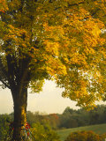Road bikes leaning against Maple Tree Lámina fotográfica por Robert Houser