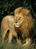 Lion, Masai Mara Game Resv, Kenya, Africa Photographic Print by Elizabeth DeLaney