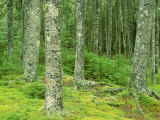 Moss Spruce Trees, Acadia National Park, Duck Brook, ME Photographic Print by Jim Schwabel
