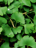 Gingo Biloba (Maidenhair Tree) Photographic Print by Mark Bolton