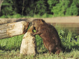 Beaver, Feeding on Tree He Just Cut Down, USA Reprodukcja zdjęcia autor Alan And Sandy Carey Beaver, Feeding on Tree He Just Cut Down, USA Reprodukcja zdjęcia autor Alan And Sandy Carey