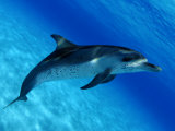 Atlantic Spotted Dolphin, Bahamas Photographic Print by David B. Fleetham