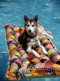 Dog Floating on Raft in Swimming Pool Photographic Print by Chris Minerva
