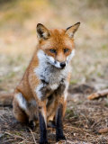 Red Fox, Sitting in Pine Needles, Lancashire, UK Photographie par Elliott Neep
