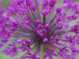 Allium Species, Scotland Photographic Print by Mark Hamblin