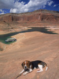 Beagle Dog at Lake Powell, UT Photographic Print by Lonnie Duka
