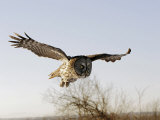 Great Grey Owl in Flight, Canada Photographic Print by Robert Servranckx