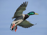 Mallard in Flight, Lake Geneva, Switzerland Photographie par Elliot Neep