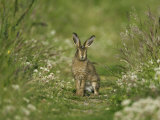Brown Hare, Leveret, Scotland Lámina fotográfica por Mark Hamblin Brown Hare, Leveret, Scotland Lámina fotográfica por Mark Hamblin