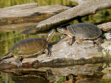 Painted Turtles, Ile Bizard, Canada Lámina fotográfica por Robert Servranckx Painted Turtles, Ile Bizard, Canada Lámina fotográfica por Robert Servranckx