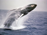 Humpback Whale Photographic Print by John Dominis