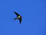 Swallow in Flight, Pembrokeshire, UK Photographie par Elliot Neep