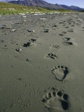Grizzly Bear, Footprints in Wet Sand, Alaska Photographie par Mark Hamblin