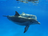 Atlantic Bottlenose Dolphin, Bahamas Fotografisk tryk af David B. Fleetham Atlantic Bottlenose Dolphin, Bahamas Fotografisk tryk af David B. Fleetham