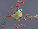 Blue Tit, Perched on Red Cotoneaster Berries, Scotland Photographic Print by Mark Hamblin Blue Tit, Perched on Red Cotoneaster Berries, Scotland Photographic Print by Mark Hamblin