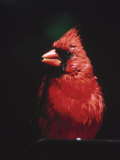 Male Cardinal Photographic Print by Ken Wardius